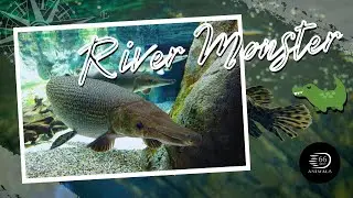 🐊 Living Fossil: Unveiling the Alligator Gar┊66 Seconds Animals