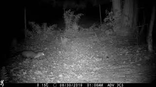 Marten hunting technique (Stone marten family/Steinmarder/Husm&aring;r) (best at 1080p)