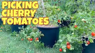 Libre na ang miryenda sa garden | picking cherry tomatoes, ground cherry and cucumber