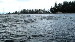 thormanby dolphins