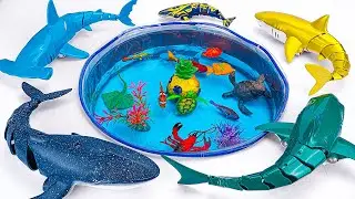 [🦈toy asmr🦈] Sea Animal Toys & RC Whale & Shark Toy Collection ASMR | Satisfying With Unboxing