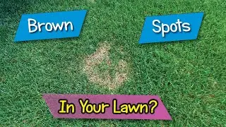 Do You Get Brown Spots in Your Lawn? Summer Patch, Necrotic Ring Spot, and Dollar Spot Prevention