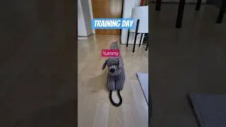 how to train your cat | Our hairytale