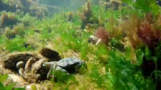 Equiprocam Waterproof Properties