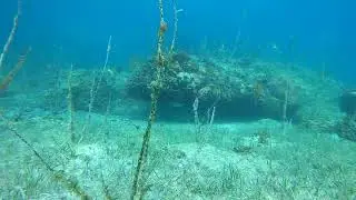 Green Sea Turtle Swims from under a rock ledge