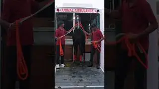 Gujarat Top Marwadi Horse In Pushkar Fair #marwadihorse #horseshow #equestrian #viralvideo #trending