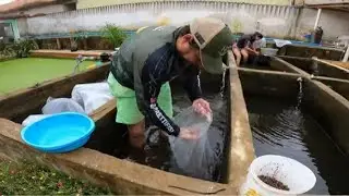 PEIXES A PRONTA ENTREGA NA PISCICULTURA PRETTI FISH 08/01/25