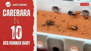 Carebara Diversa vs 10 Red Runner Baby | Ants Music Intercession Prayer Instrumental