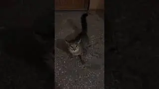 Cat got lost in apartment building.