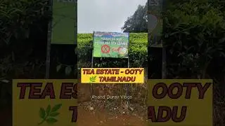 Ooty Tea factory 🌿visit tea factory ooty #ooty #teagarden