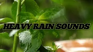 Heavy Rain Sounds at Night - Sleep, Study, Relax |USA  Relax Tv