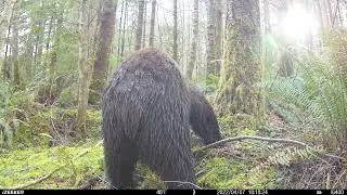 iZEEKER Trail Camera iG400 -  The Big Brown is always wet.
