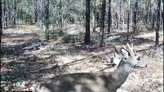Coyotes, The Flu, and Hunting 