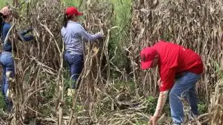 Trabajo Voluntario Safonapp 2016