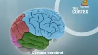 EL CEREBRO HUMANO Documental