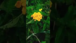 😍Wild Beauty!!#wildlife #wild #flowers #beautiful #beauty #environment #shortvideo #short #nature