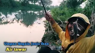 Roti Roma Umpan Mancing Segala Ikan #fishing #mancingliaran #mancingmania