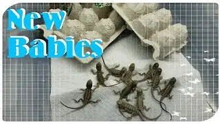 Freshly hatched baby Bearded Dragons