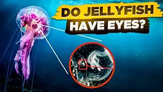 Do Jellyfish Have Eyes? (Can Jellyfish See You? 👁️)