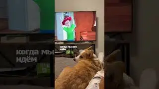 CNN: Corgi News Network - МИСЮШКА-ЗОЛОТУШКА! ИЛИ НЕ ЗОЛОТУШКА?!
