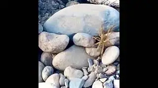 🕷️Фаланга по дороге на Папан близ г. Ош 🏔️