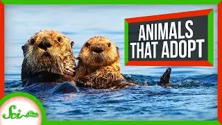 Why Animals Take Care of Other Animals' Young