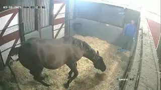 24 Poronui filly by Golden Pal, born 3/10/24 @ 4:23 am