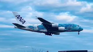 FLYING HONU（フライングホヌ）
