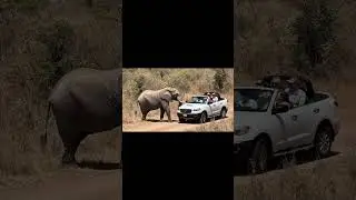 Elephant Mom Asking for Help to Save Her Trapped Baby  #rescue  #AnimalRescue  #elephant