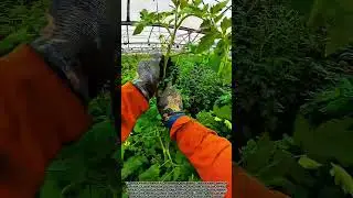 Step-by-step guide to tomato trellising and pruning in high-tech greenhouses. #farming #automobile
