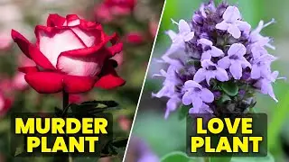 7 &ldquo;Danger&rdquo; Plants Nurseries Still Sell (And What to Buy Instead)