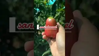 manfaat buah jambu air#shortvideo         benefits fruit water apple#shortvideo
