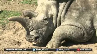 Rhino population worldwide is dangerously low