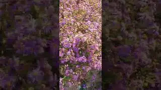 Purple autumn flowers#short#youtubeshorts#youtube#shortvideos#youtubechannel#flowers#satisfying