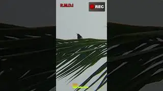Jekpot Kacer receh dan beberapa burung penghibur gess 🔥🔥🔥