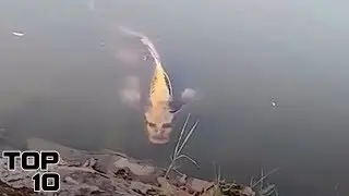 Top 10 Scary Animals Hybrids Caught On Camera