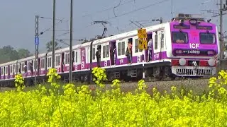 Beautiful Scenario : Brand New ICF PINK Medha EMU Train Running Through Colourful Mustard Field | ER