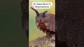 Bugs Faces Close-Up Under A Microscope! 🪲 (Part 36) #shorts
