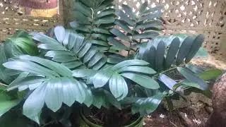 Zamia furfuracea care/cardboard palm