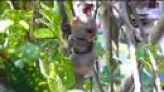 Tarsier eating cricket, Bohol, Philippines