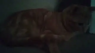 gatits