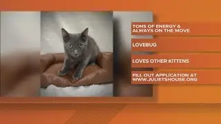 2 The Rescue: Meet Benjamin Buttons | Pet&nbsp;adoption&nbsp;NC