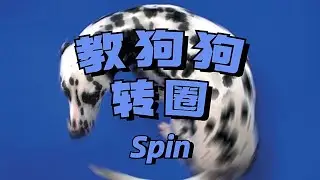 新手养狗必看｜教狗狗转圈