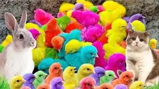 Menangkap ayam lucu, ayam warna warni, ayam rainbow, bebek, angsa, ikan hias, ikan cupang, Kelinci