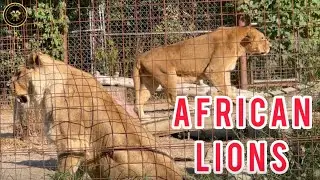 African Lions at Twin Valley Zoo | #wildlife #wildanimals 