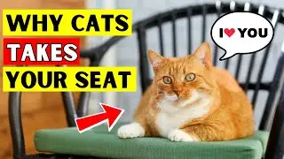 If Cat Takes Your Seat, They are Telling You This!