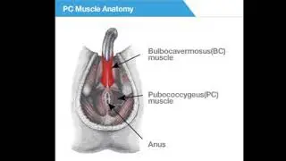 PC and BC Workout Automated Powerful Plus +11x(Extra Strong) SIGH