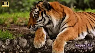 Amazon 4K - Wild Jungle Life in Ultra High Definition