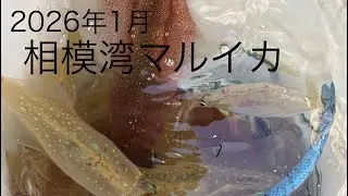 相模湾マルイカ 2026年1月