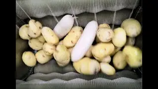 Brush Roller Potato Washing and Peeling Machine